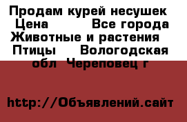 Продам курей несушек › Цена ­ 350 - Все города Животные и растения » Птицы   . Вологодская обл.,Череповец г.